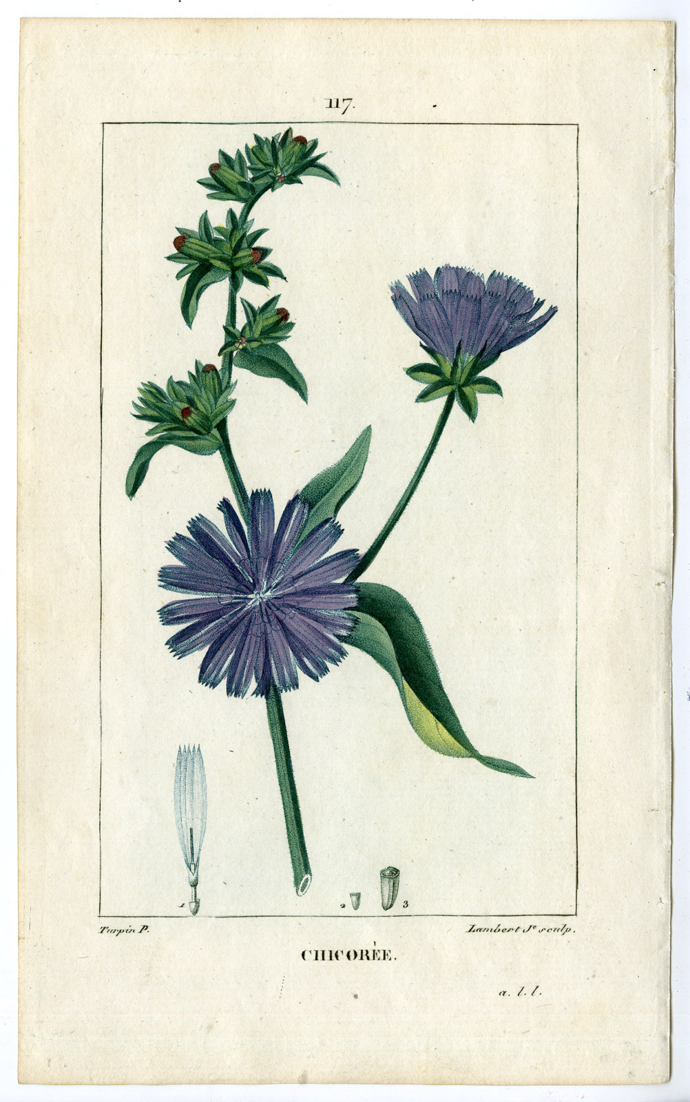 , Antique Print-PL.117-CHICOREE-CHICHORIUM INTYBUS-SUCCORY-Turpin-Chaumeton-1814, Pictura Antique Prints