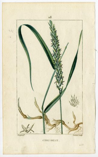 Antique Print-PL.118-CHIENDENT-TRITICUM-REPENS-DOGS GRASS-Turpin-Chaumeton-1814