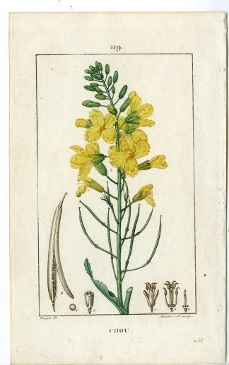 Antique Print-PL.119-CHOU-BRASSICA OLERACIA-CABAGGE-COLE-Turpin-Chaumeton-1814