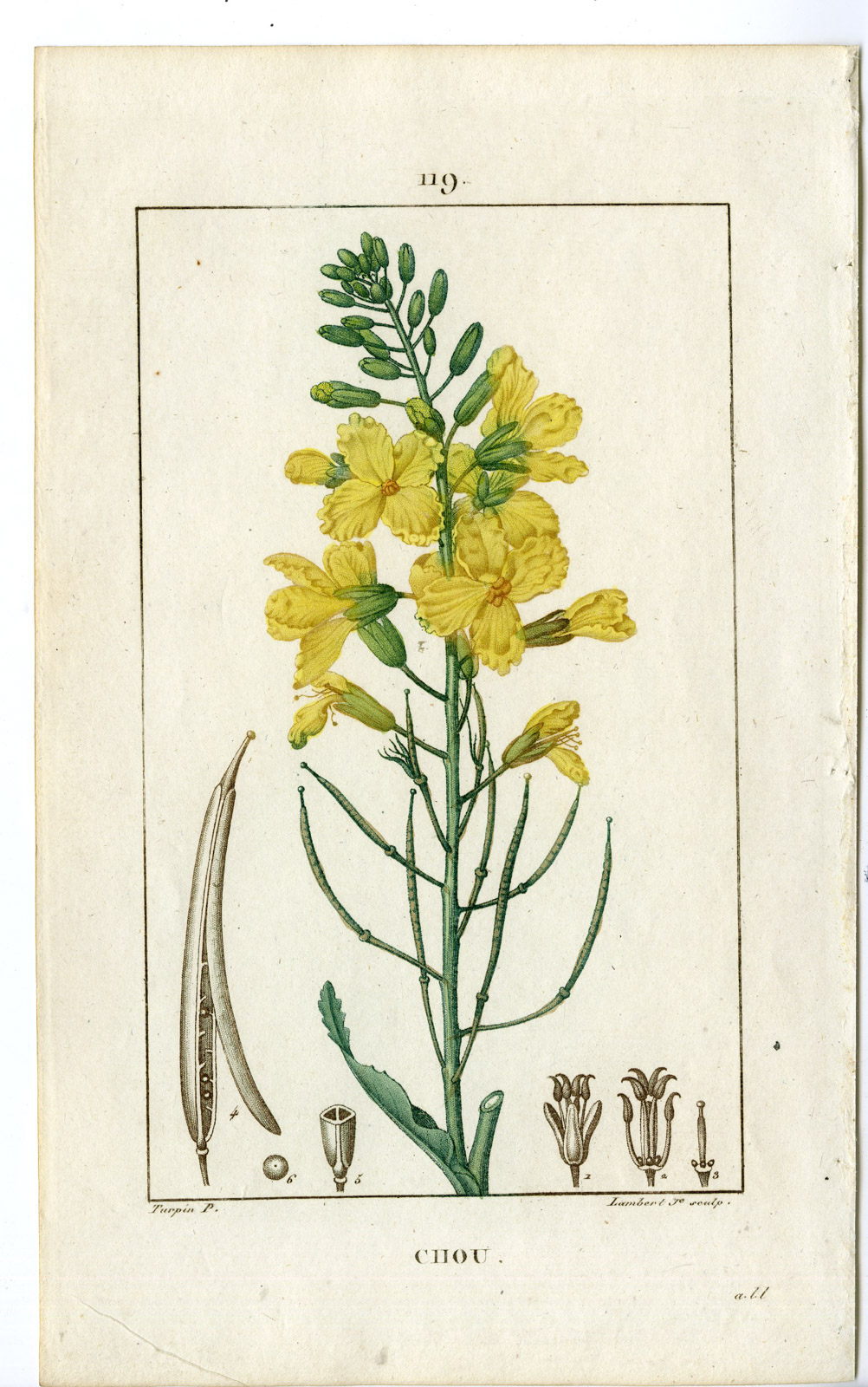 , Antique Print-PL.119-CHOU-BRASSICA OLERACIA-CABAGGE-COLE-Turpin-Chaumeton-1814, Pictura Antique Prints