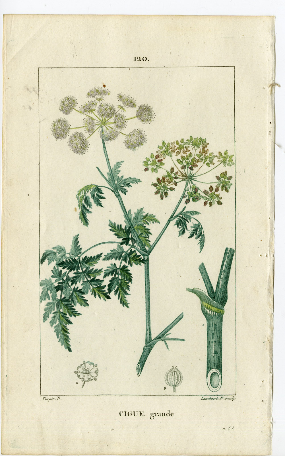 , Antique Print-PL.120-CIGUE GRANDE-CICUTA MAIOR-HEMLOCK-Turpin-Chaumeton-1814, Pictura Antique Prints