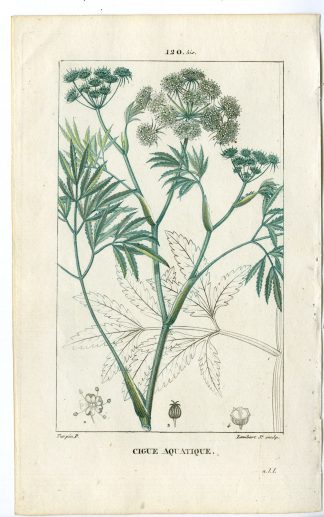 Antique Print-PL.120 BIS-CIGUE AQUATIQUE-CICUTARIA-HEMLOCK-Turpin-Chaumeton-1814