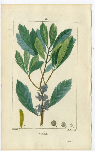 Antique Print-PL.121-CIRIER-MYRICA-CANDLEBERRY MURTLE-Turpin-Chaumeton-1814