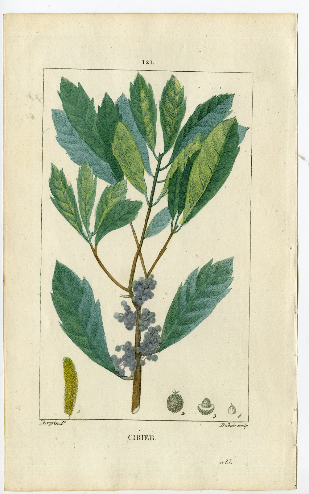 , Antique Print-PL.121-CIRIER-MYRICA-CANDLEBERRY MURTLE-Turpin-Chaumeton-1814, Pictura Antique Prints