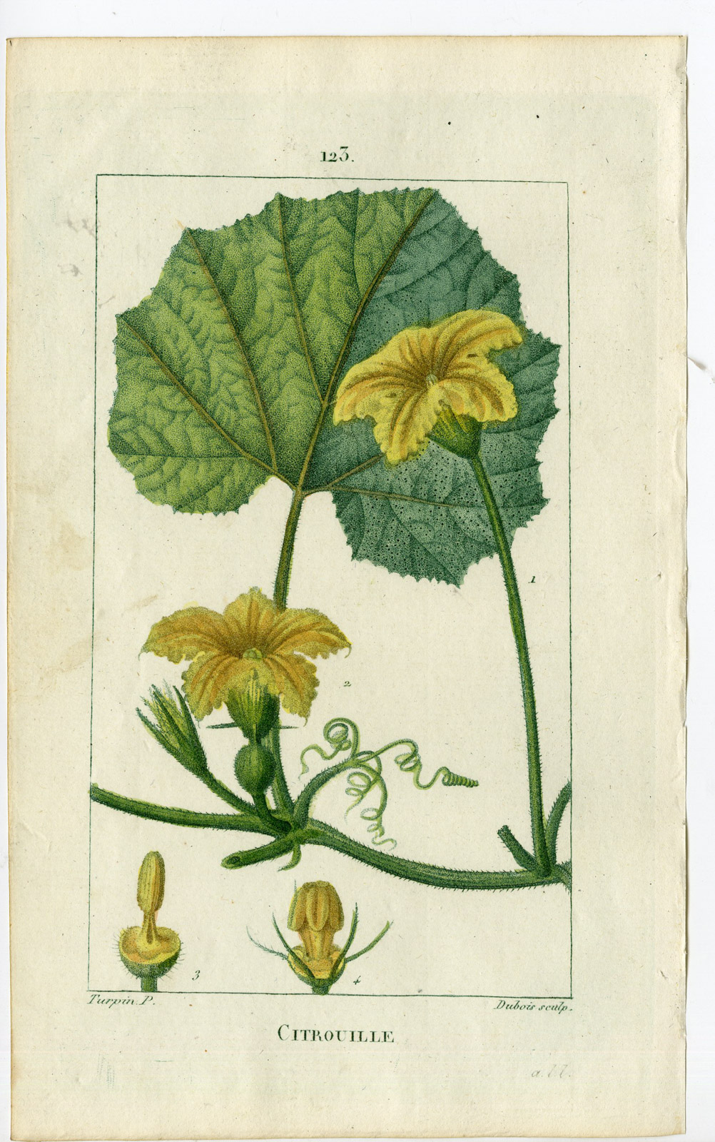 , 2-Antique Prints-PL.123-CITROUILLE-CUCURBITA PEPO-PUMPKIN-Turpin-Chaumeton-1814, Pictura Antique Prints