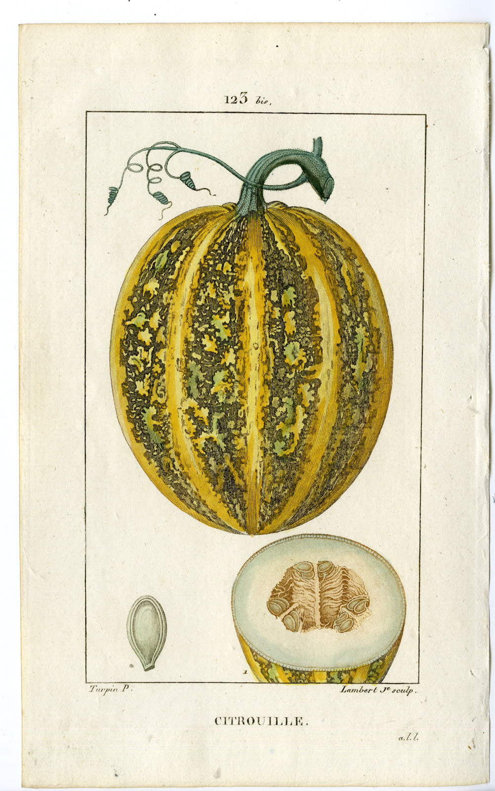 , 2-Antique Prints-PL.123-CITROUILLE-CUCURBITA PEPO-PUMPKIN-Turpin-Chaumeton-1814, Pictura Antique Prints