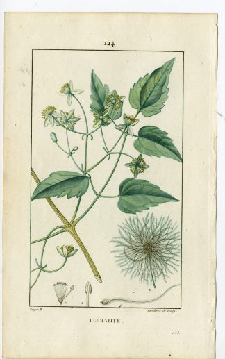 Antique Print-PL.124-CLEMATITE-CLEMATIS-TRAVELLERS JOY-Turpin-Chaumeton-1814