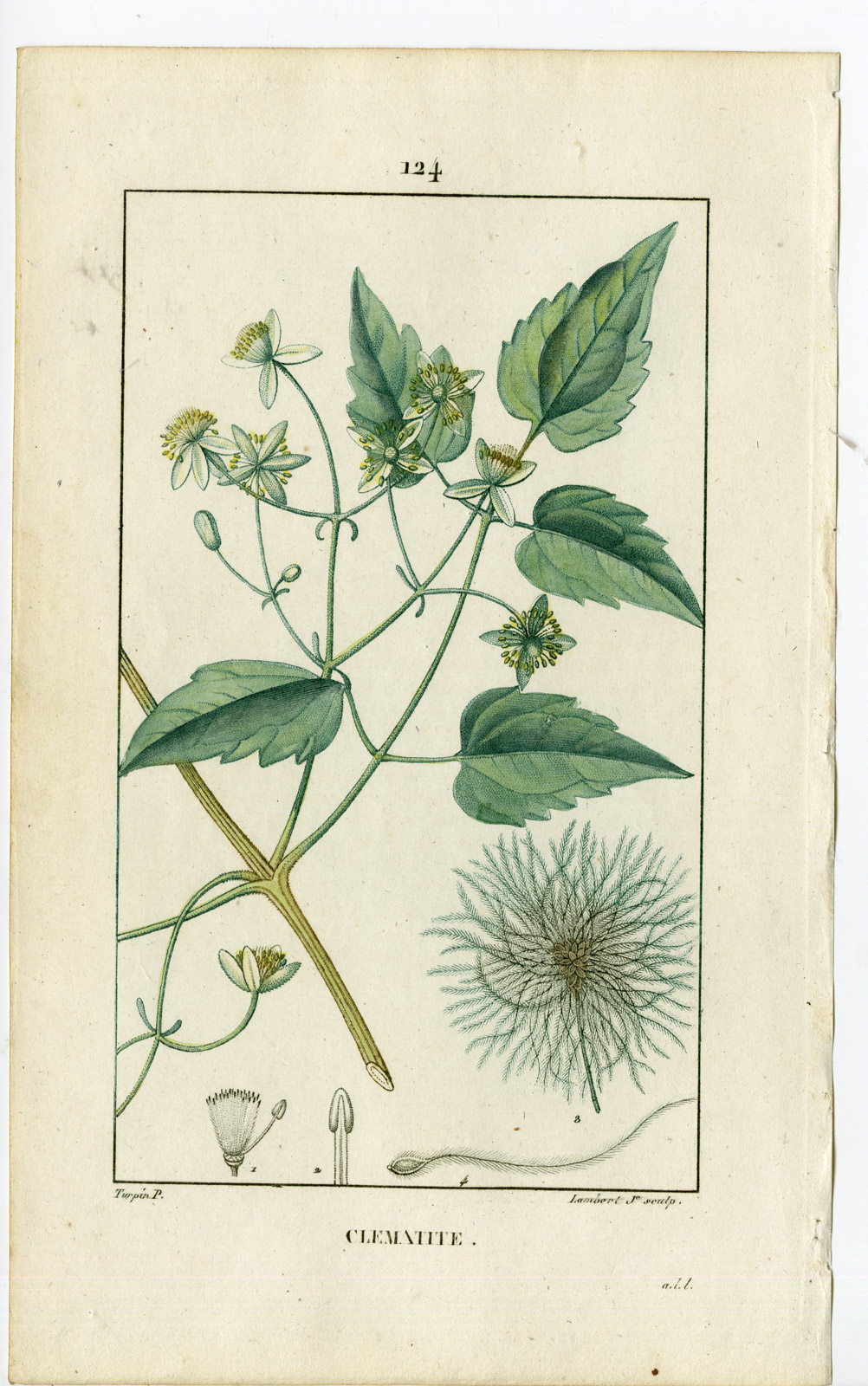 , Antique Print-PL.124-CLEMATITE-CLEMATIS-TRAVELLERS JOY-Turpin-Chaumeton-1814, Pictura Antique Prints