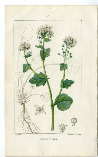 Antique Print-PL.125-COOCHLEARIA-COCHLERIA-SCURVY GRASS-Turpin-Chaumeton-1814