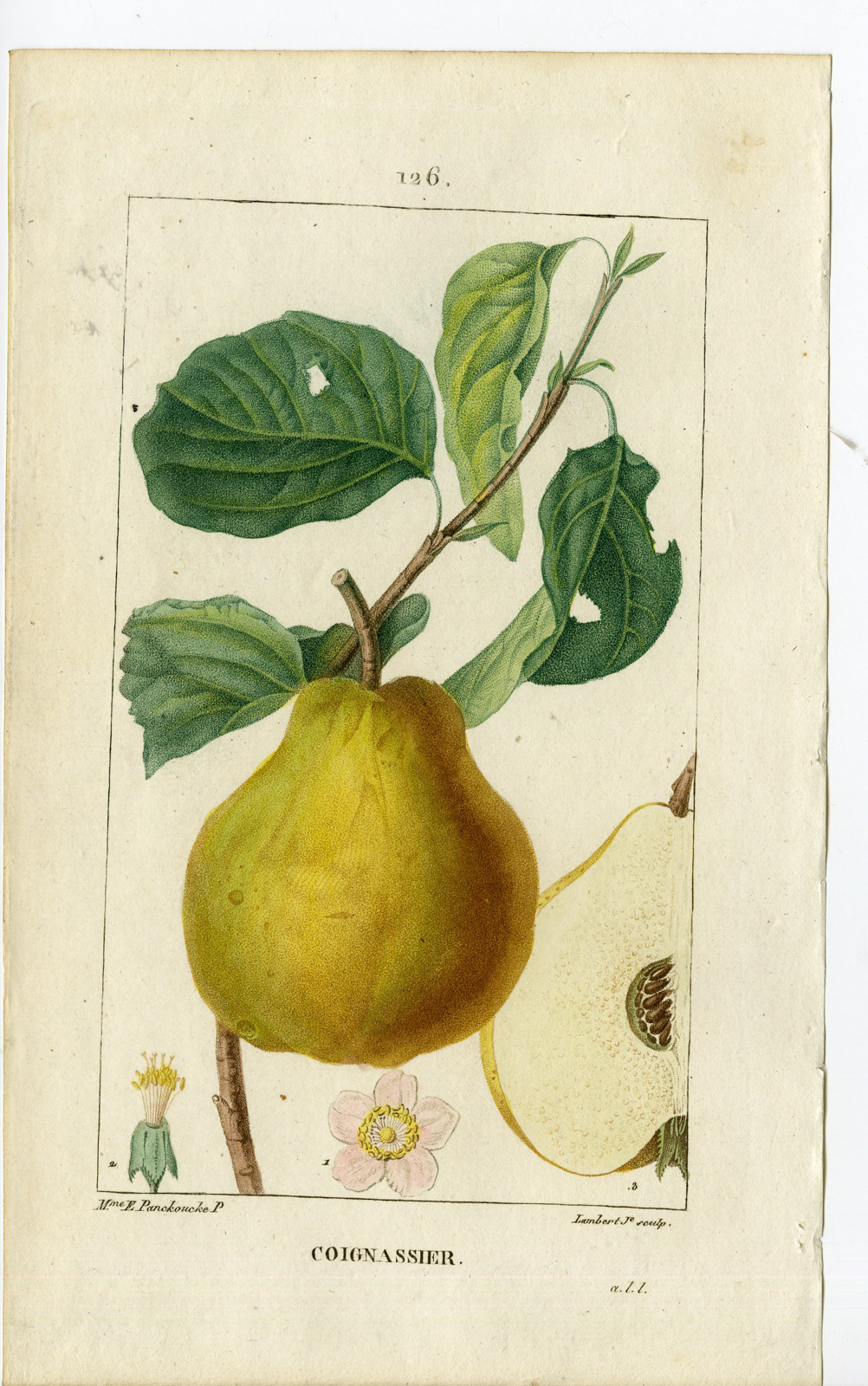 , Antique Print-PL.126-COIGNASSIER-QUINCE TREE-Turpin-Chaumeton-1814, Pictura Antique Prints