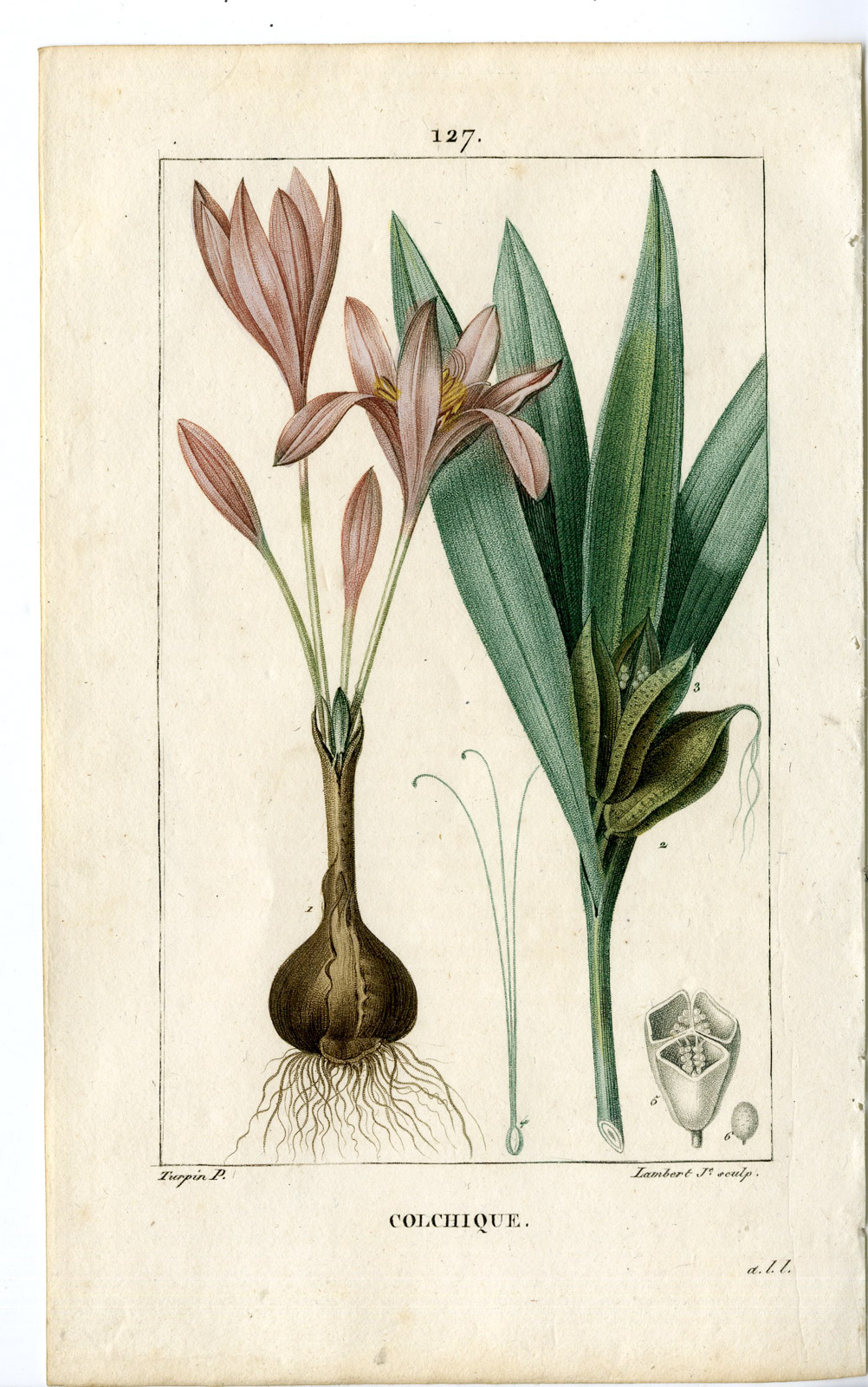 , Antique Print-PL.127-COLCHIQUE-COLCHICUM-MEADOW SAFFRON-Turpin-Chaumeton-1814, Pictura Antique Prints
