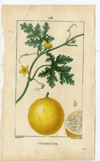 Antique Print-PL.128-COLOQUINTE-CUCUMIS-BITTER APPLE-Turpin-Chaumeton-1814