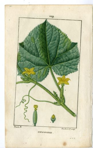 2-Antique Prints-PL.129-CONCOMBRE-CUCUMIN SATIVUS-CUCUMBER-Turpin-Chaumeton-1814