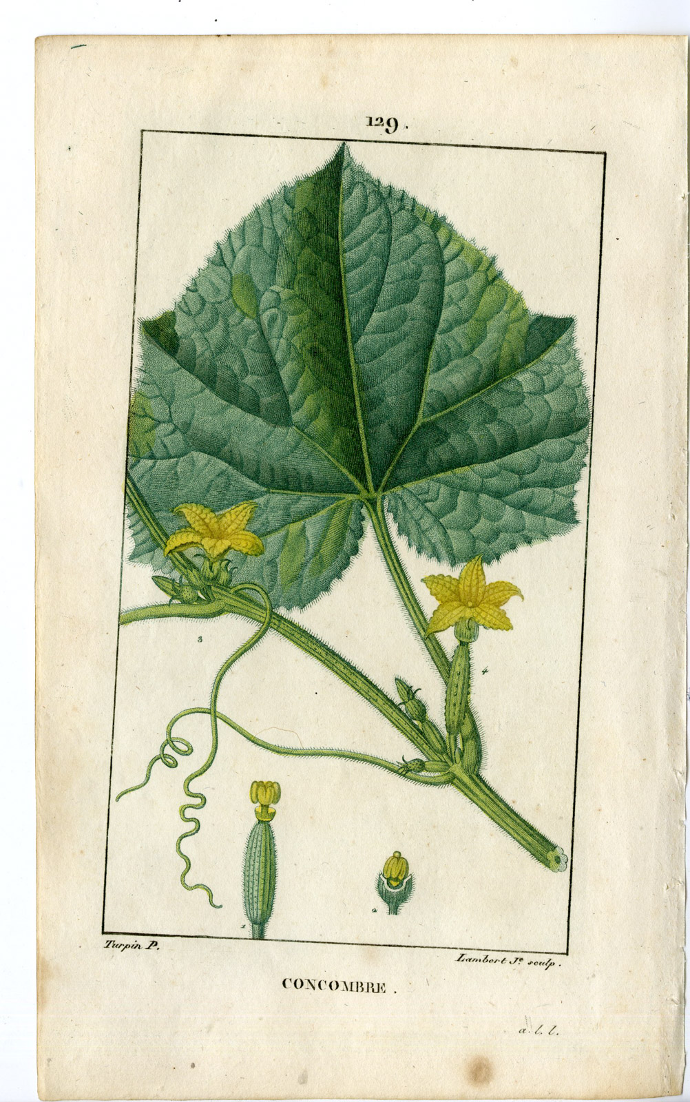 , 2-Antique Prints-PL.129-CONCOMBRE-CUCUMIN SATIVUS-CUCUMBER-Turpin-Chaumeton-1814, Pictura Antique Prints
