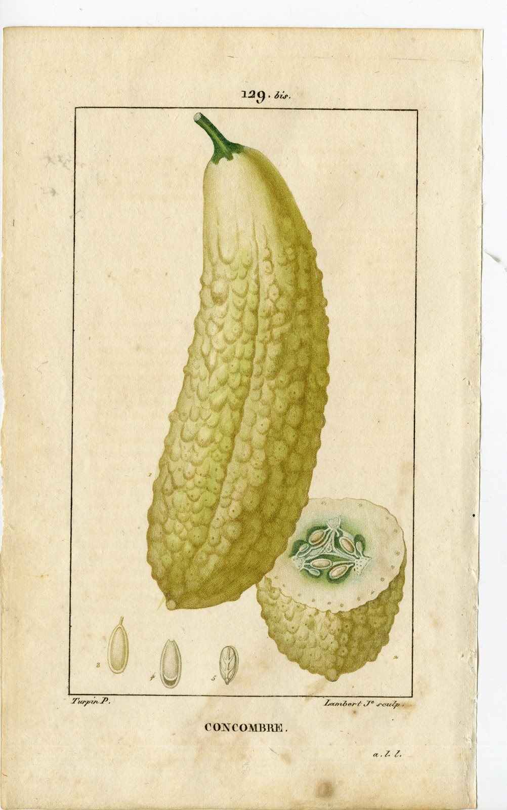 , 2-Antique Prints-PL.129-CONCOMBRE-CUCUMIN SATIVUS-CUCUMBER-Turpin-Chaumeton-1814, Pictura Antique Prints