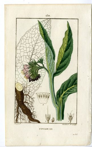 Antique Print-PL.130-CONSOUDE-SYMPHYTUM OFFICINALE-COMFREY-Turpin-Chaumeton-1814