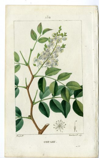 Antique Print-PL.132-COPAHU-COPAIFERA-COPAIBA TREE-Turpin-Chaumeton-1814