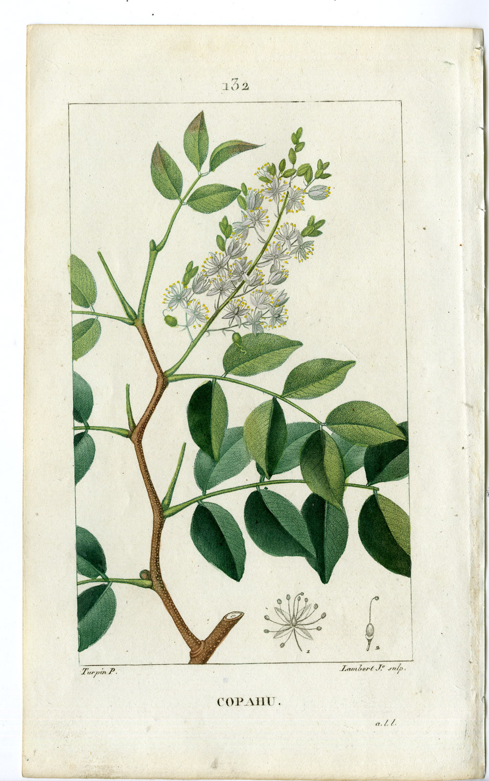 Pco 24251 416x664 Antique Print-PL.132-COPAHU-COPAIFERA-COPAIBA TREE-Turpin-Chaumeton-1814