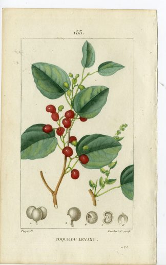 Antique Print-PL.133-COQUE-MENISPERMUM-INDIAN COCKLES-Turpin-Chaumeton-1814