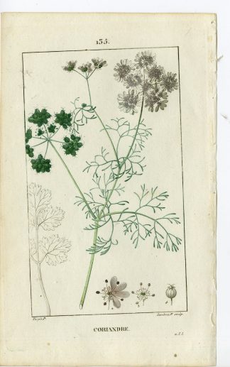 Antique Print-P.135-CORIANDRE-CORIANDRUM SATIVUM-CORIANDER-Turpin-Chaumeton-1814