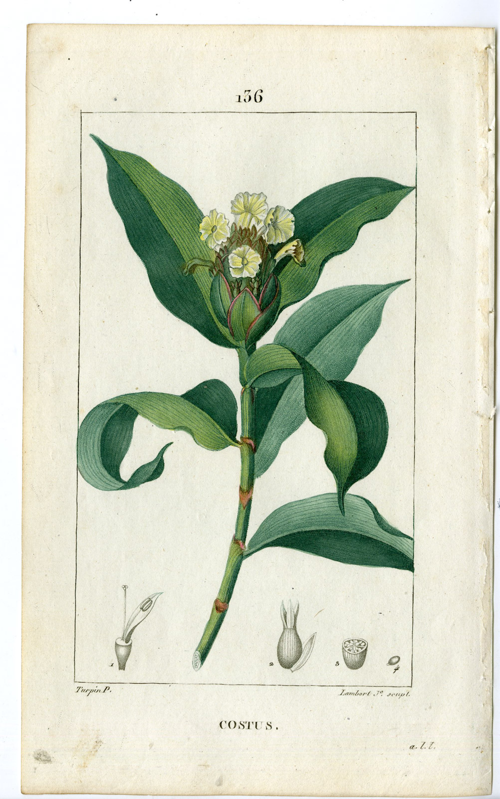 , Antique Print-PL.136-COSTUS ARABICUS-COSTUS-Turpin-Chaumeton-1814, Pictura Antique Prints