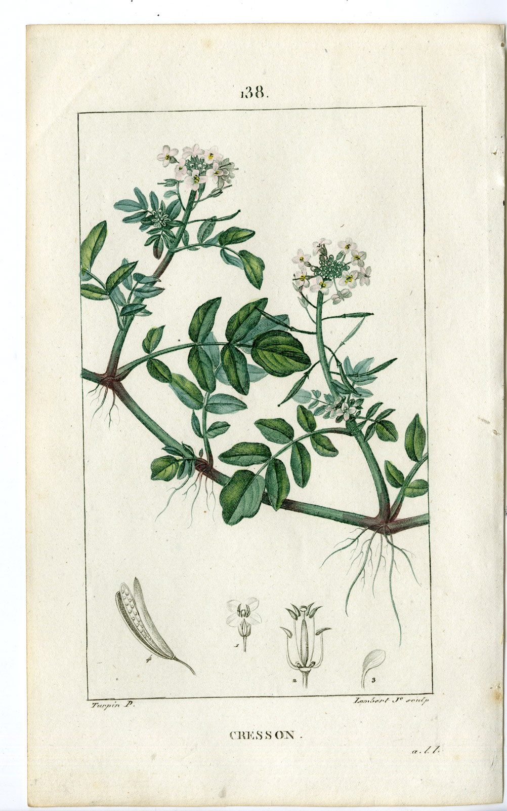 , Antique Print-PL.138-CRESSON-SISSYMBRIUM-WATER CRESS-Turpin-Chaumeton-1814, Pictura Antique Prints