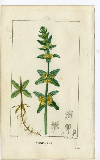 Antique Print-PL.139-CROISETTE-VALANTIE CRUCIATA-CROSSWORT-Turpin-Chaumeton-1814