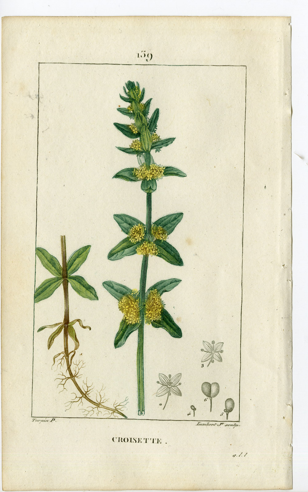 , Antique Print-PL.139-CROISETTE-VALANTIE CRUCIATA-CROSSWORT-Turpin-Chaumeton-1814, Pictura Antique Prints