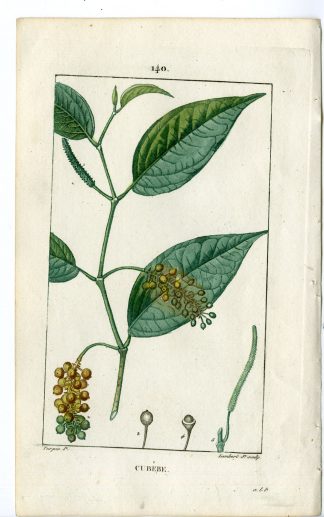 Antique Print-PL.140-CUBEBE-PIPER-PEPPER-BUBEBS SHRUB-Turpin-Chaumeton-1814