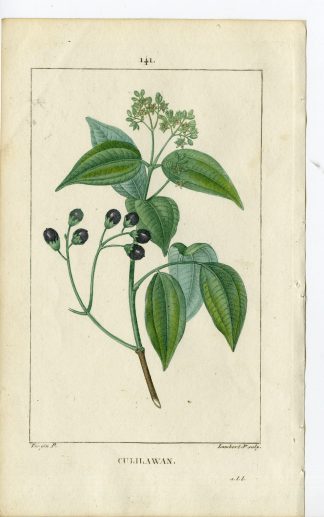 Antique Print-PL.141-LAURUS CULILABAN-CULILAWAN-Turpin-Chaumeton-1814