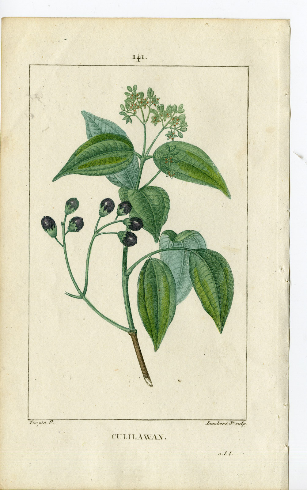 , Antique Print-PL.141-LAURUS CULILABAN-CULILAWAN-Turpin-Chaumeton-1814, Pictura Antique Prints