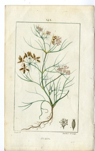Antique Print-PL.142-CUMIN-CUMINUM CYMINUM-CUMMIN-KOMEIN-Turpin-Chaumeton-1814
