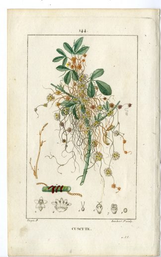 Antique Print-PL.144-CUSCUTE-CUSCUTA EUROPEA-DODDER-Turpin-Chaumeton-1814