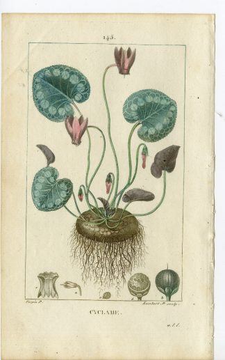 Antique Print-PL.145-CYLAMEN EUROPAEUM-SOW BREAD-Turpin-Chaumeton-1814
