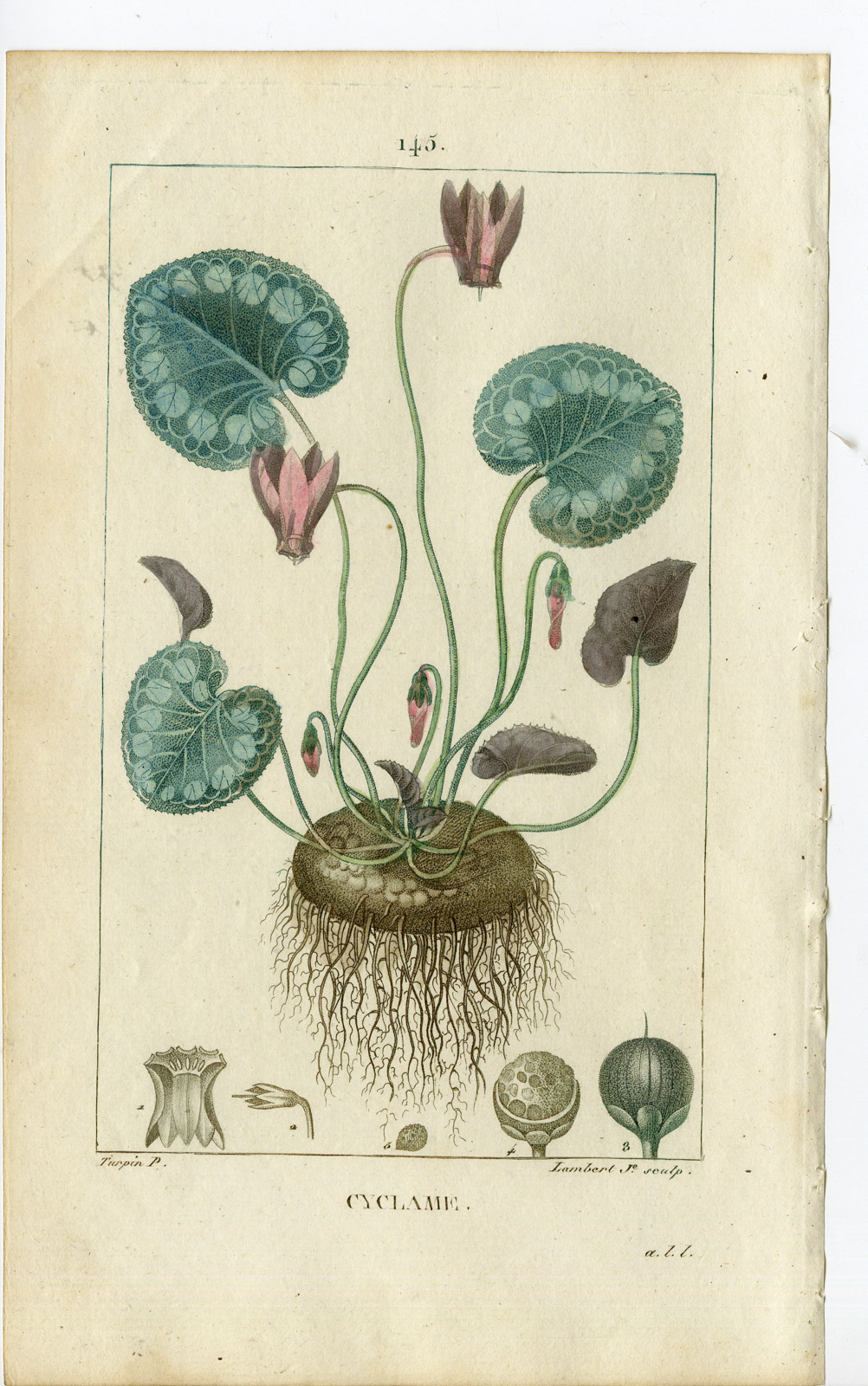 , Antique Print-PL.145-CYLAMEN EUROPAEUM-SOW BREAD-Turpin-Chaumeton-1814, Pictura Antique Prints
