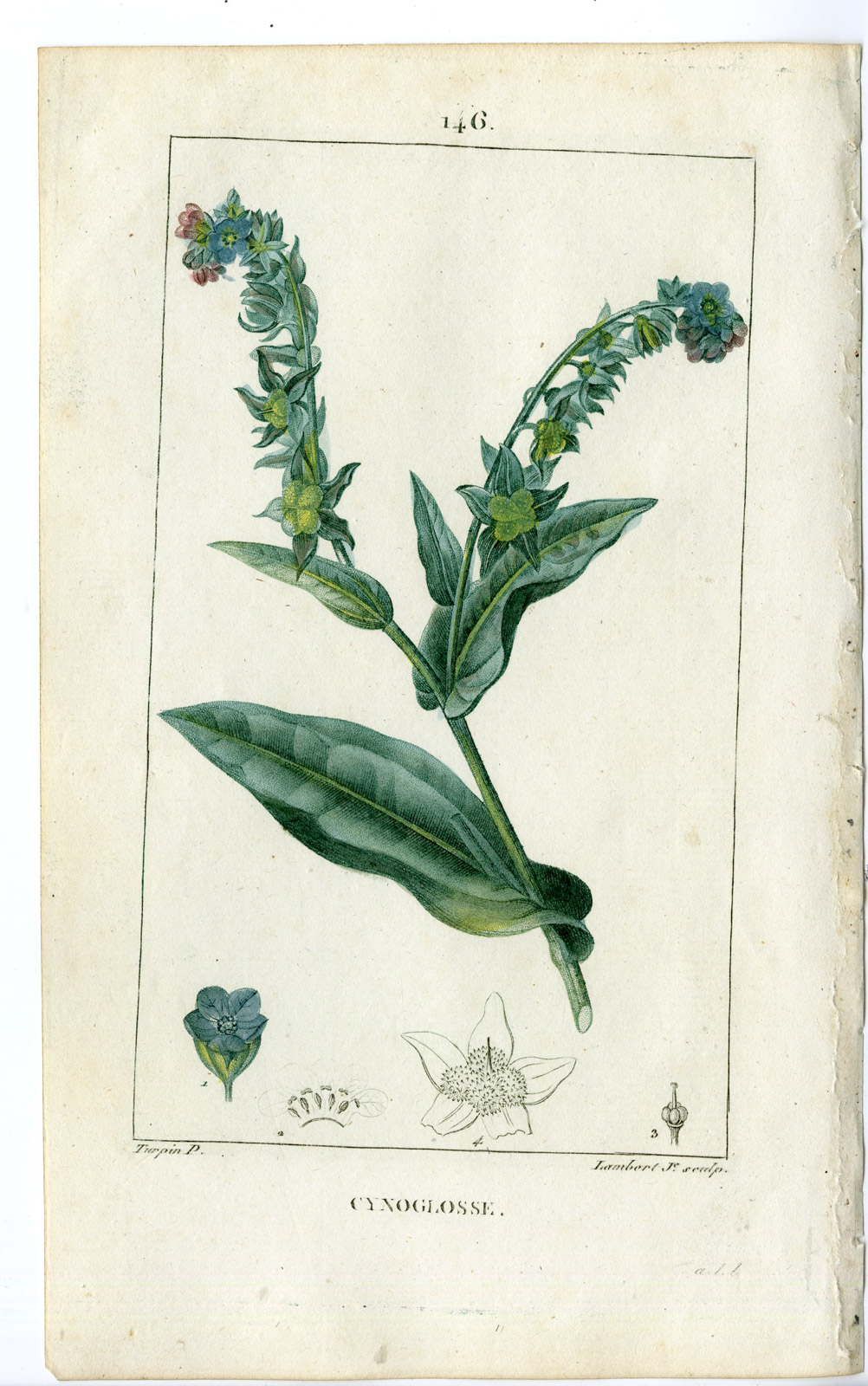 , Antique Print-PL.146-CYNOGLOSSE-CYNOGLOSSUM-HOUNDS TONGUE-Turpin-Chaumeton-1814, Pictura Antique Prints