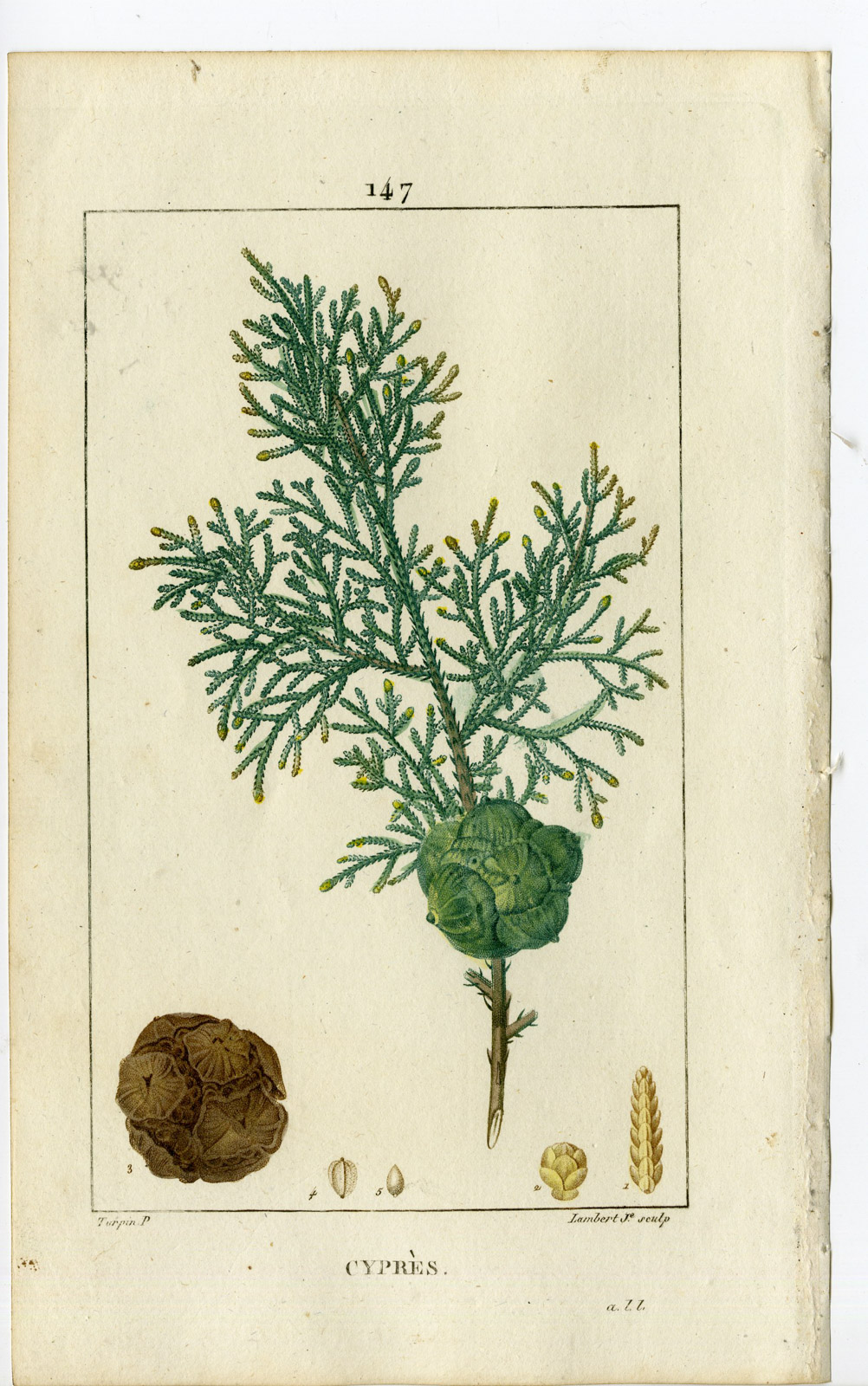 , Antique Print-PL.147-CYPRUS-CUPRESSUS SEMPERVIRENS-CYPRES-Turpin-Chaumeton-1814, Pictura Antique Prints