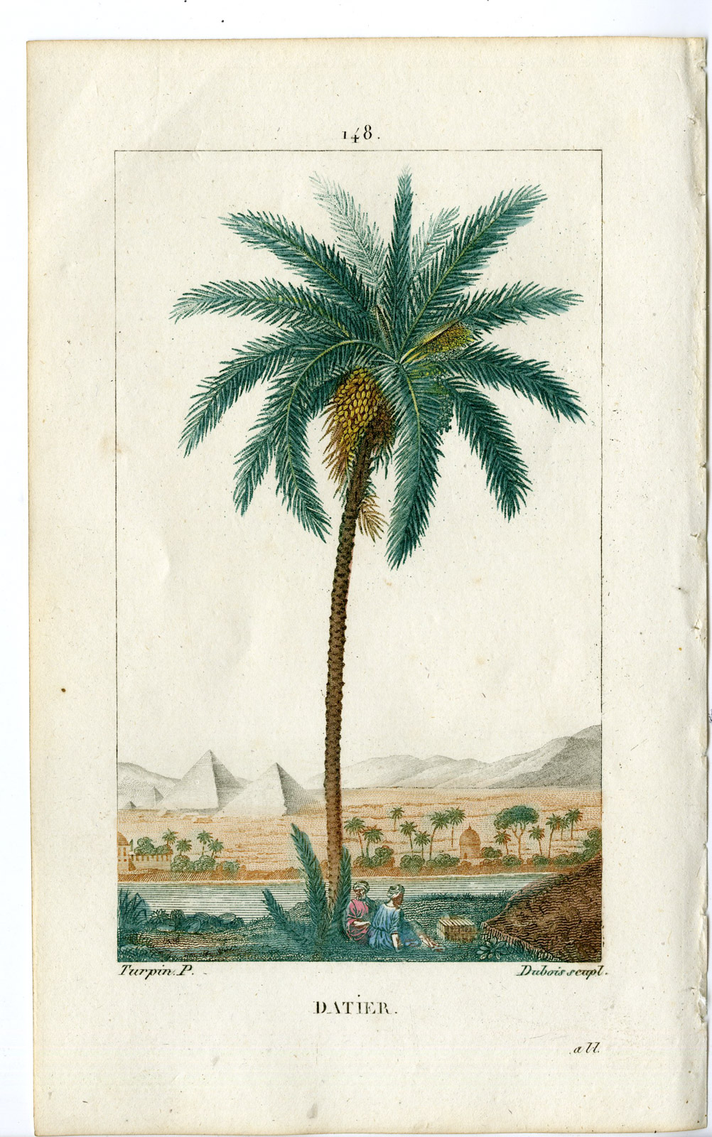 , 2-Antique Prints-PL.148-DATTIER-PHOENIX-PALM TREE-DATE-Turpin-Chaumeton-1814, Pictura Antique Prints