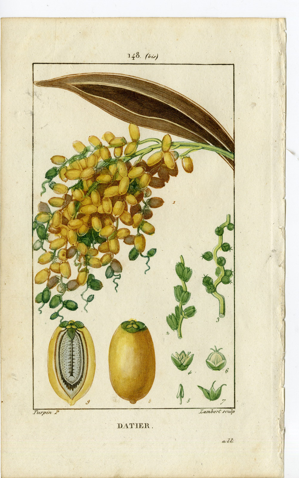 , 2-Antique Prints-PL.148-DATTIER-PHOENIX-PALM TREE-DATE-Turpin-Chaumeton-1814, Pictura Antique Prints