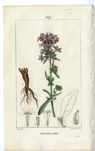 Antique Print-P.149-DENTELAIRE-PLUMBAGO EUROPAEA-LEAD WORT-Turpin-Chaumeton-1814