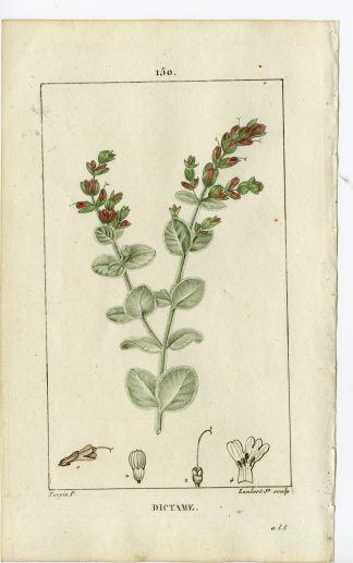 Antique Print-PL.150-DICTAME-ORIGANUM-DITTANY DE CRETE-Turpin-Chaumeton-1814