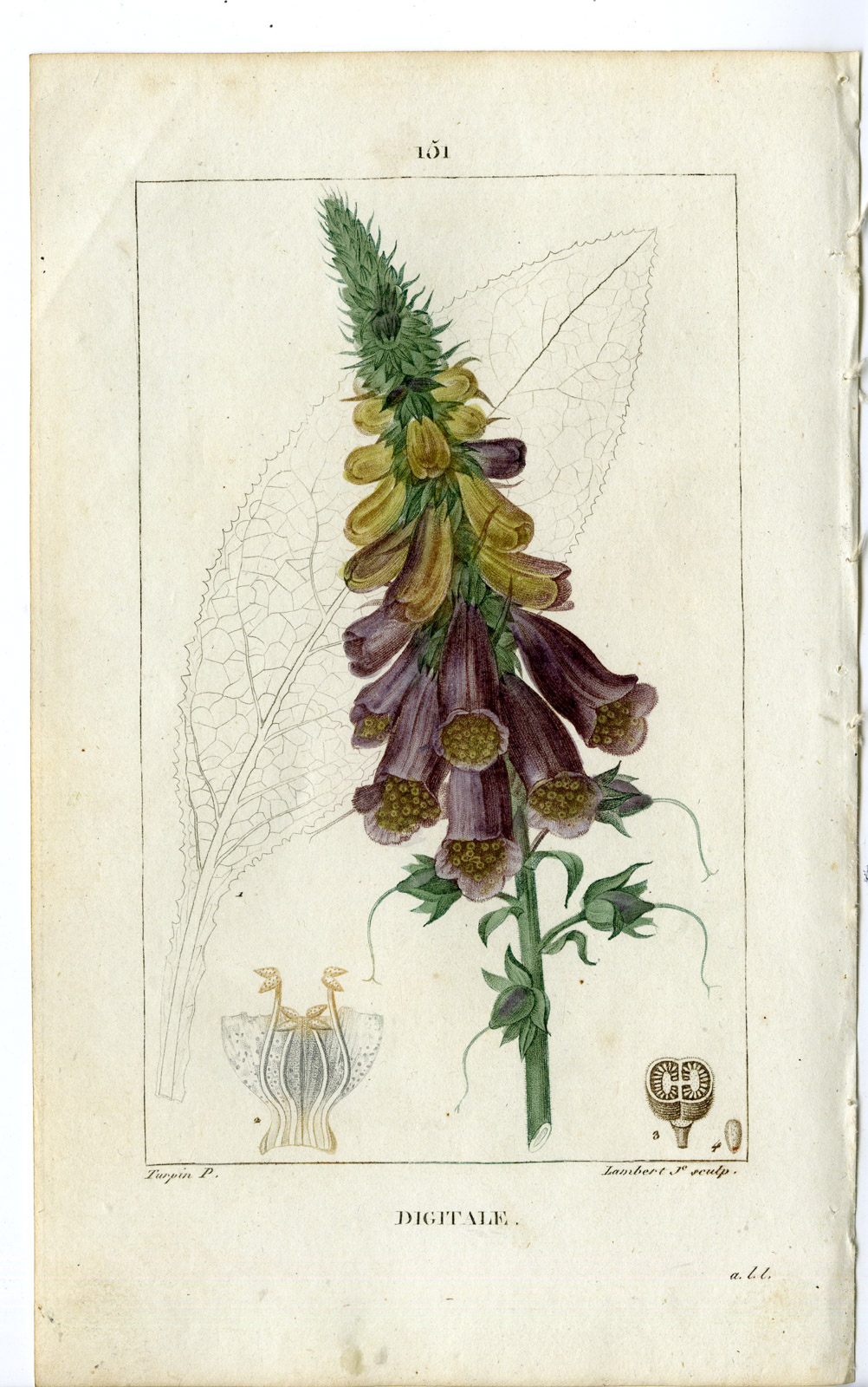 , Antique Print-PL.151-DIGITALE-DIGITALIS PURPUREA-FOX GLOVE-Turpin-Chaumeton-1814, Pictura Antique Prints