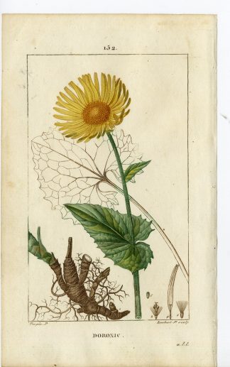Antique Print-PL.152-DORONIC-DORNICUM-LEOPARDS BANE-Turpin-Chaumeton-1814