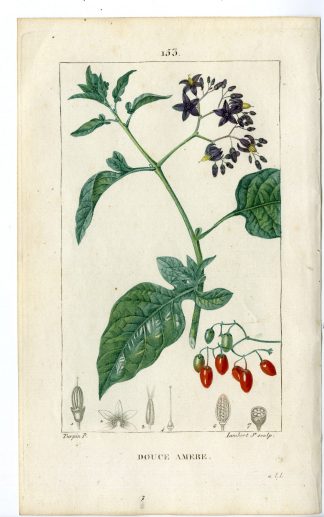 Antique Print-PL.153-DOUCE AMERE-SOLANUM-BITTER SWEET-Turpin-Chaumeton-1814