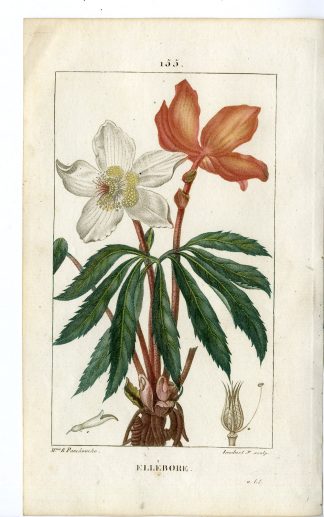 Antique Print-PL.155-ELLEBORE-HELLEBORUS-CHRISTMAS ROSE-Turpin-Chaumeton-1814