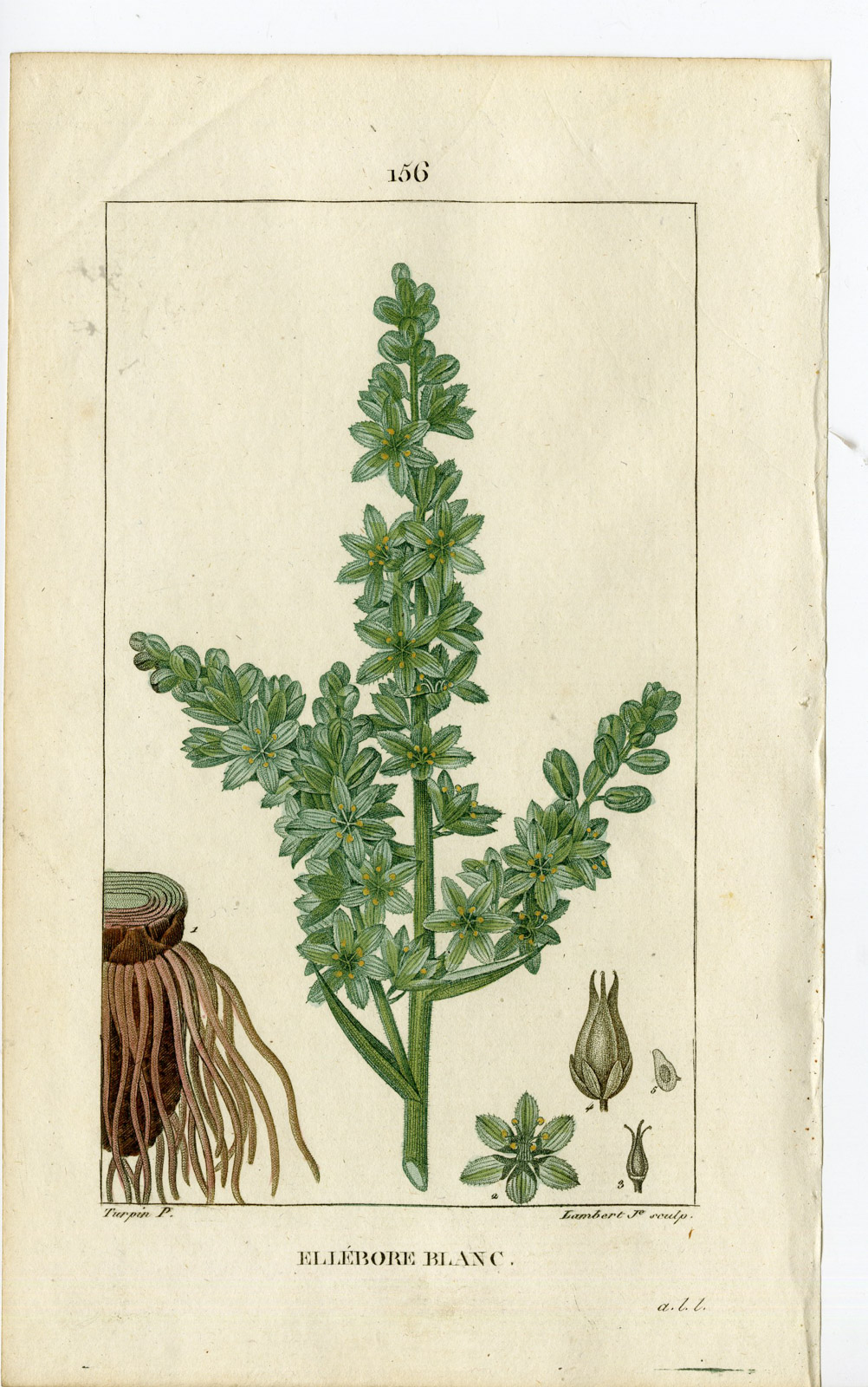 , Antique Print-PL.156-ELLEBORE BLANC-VERATRUM ALBUM-WHITE-Turpin-Chaumeton-1814, Pictura Antique Prints