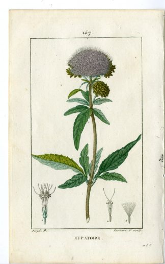 Antique Print-PL.157-EUPATOIRE-EUPATORIUM-HEMP AGRIMONY-Turpin-Chaumeton-1814