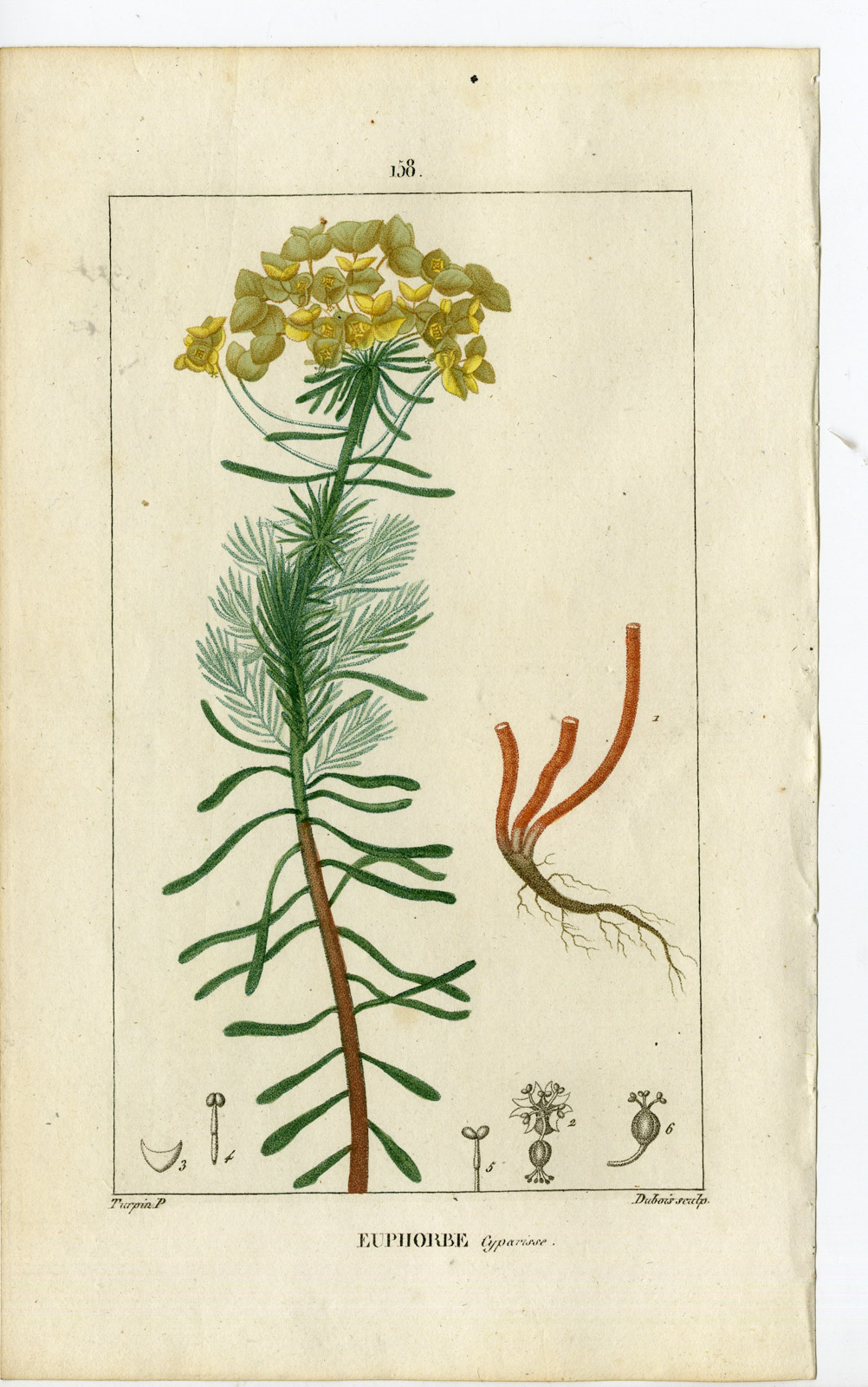 , Antique Print-PL.158-EUPHORBE-EUPHORBIA-CYPRUS SPURGE-Turpin-Chaumeton-1814, Pictura Antique Prints