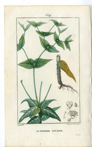 Antique Print-PL.159-EUPHORBE-EUPHORBIA LATHYRIS-SPURGE-Turpin-Chaumeton-1814