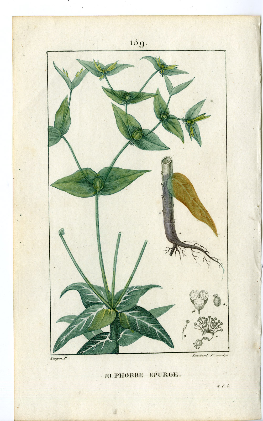 , Antique Print-PL.159-EUPHORBE-EUPHORBIA LATHYRIS-SPURGE-Turpin-Chaumeton-1814, Pictura Antique Prints